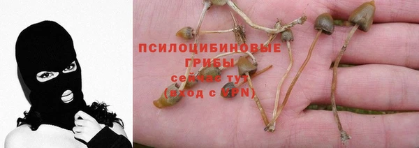 ПСИЛОЦИБИНОВЫЕ ГРИБЫ Балахна
